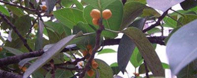 高山榕树盆景好养吗 高山榕的养护知识