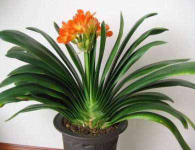 君子兰花语及寓意及花语 分享君子兰开花的兆头