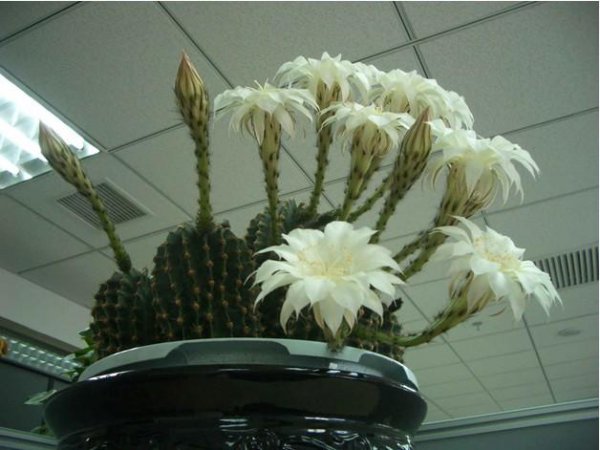 仙人球草球有哪些品种