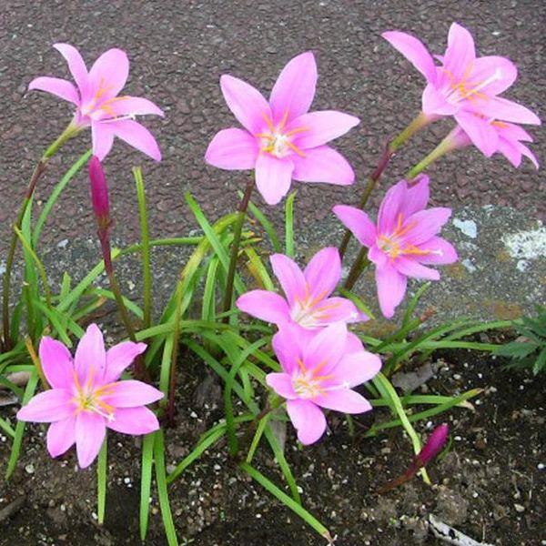 风雨兰什么时候开花结果