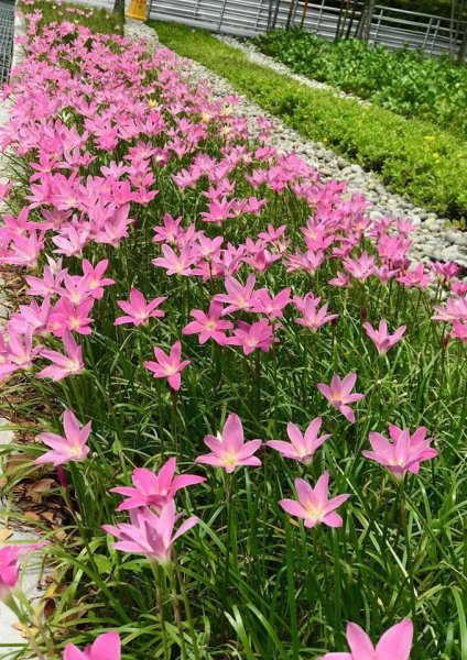 风雨兰什么时候开花结果