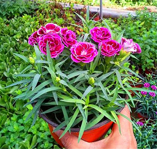如何养康乃馨鲜花盆栽