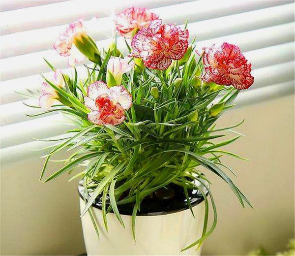 如何养康乃馨鲜花盆栽