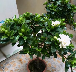栀子花开花期间如何养护 栀子花的养护与管理