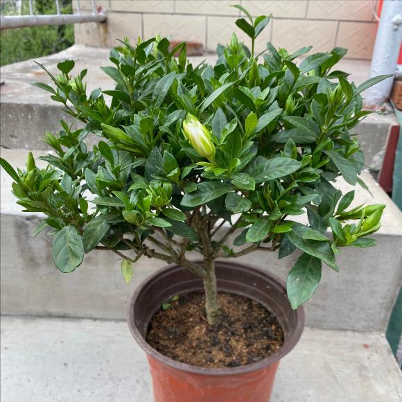 栀子花开花期间如何养护