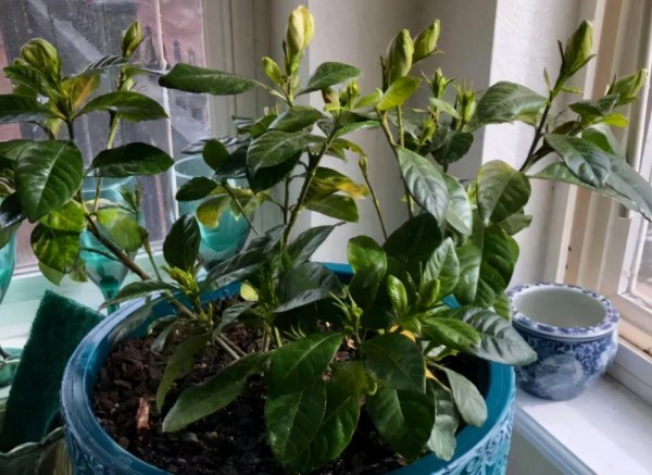 栀子花开花期间如何养护