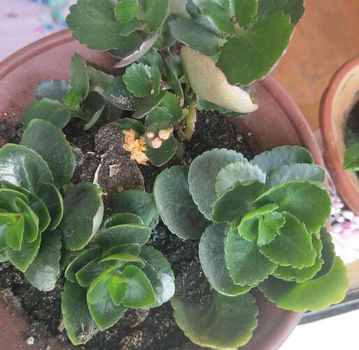 长寿花怎么样才能开花不散开