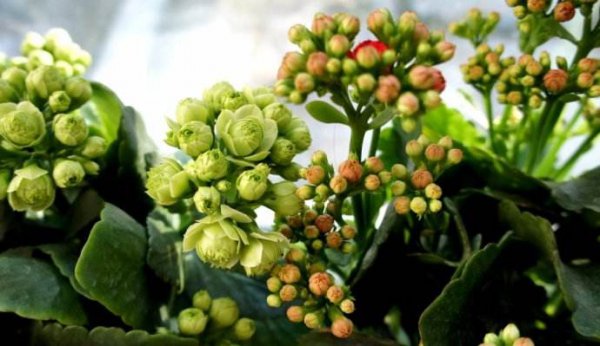 长寿花怎么样才能开花不散开