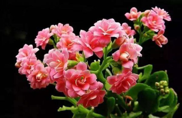 长寿花怎么样才能开花不散开