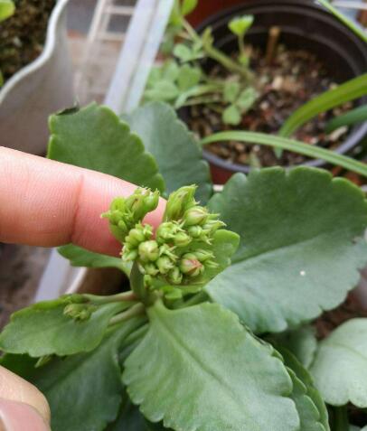 长寿花怎么样才能开花不散开