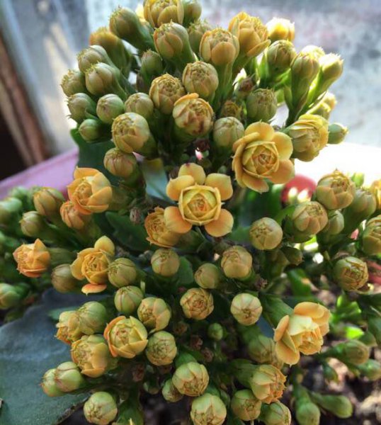 长寿花怎么样才能开花不散开