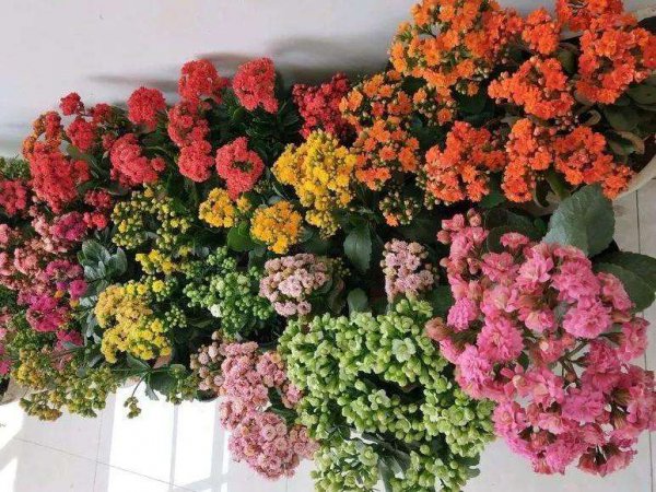 长寿花怎么样才能开花不散开