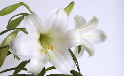 水养百合花苞一晚快速开花 百合花水养的正确方法