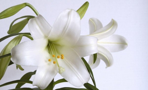 水养百合花苞一晚快速开花