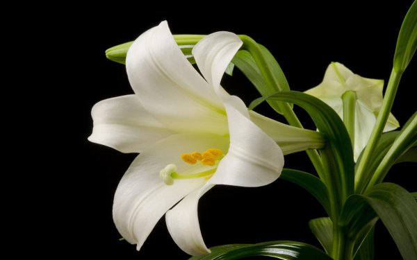 水养百合花苞一晚快速开花