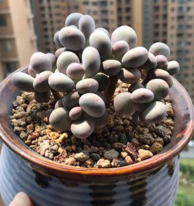 多肉植物新手种植入门图片 高颜值易养入门多肉