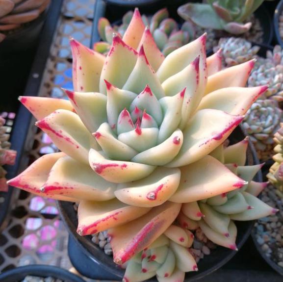 多肉植物新手种植入门图片