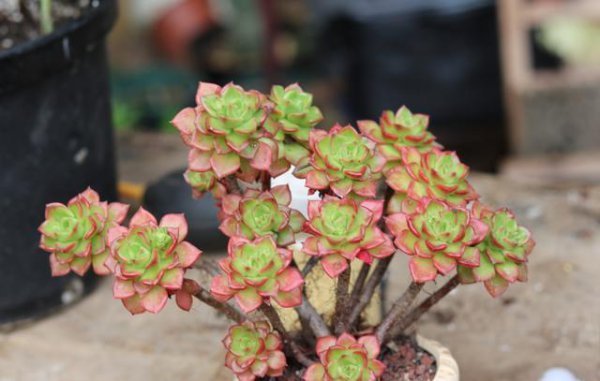 多肉植物新手种植入门图片