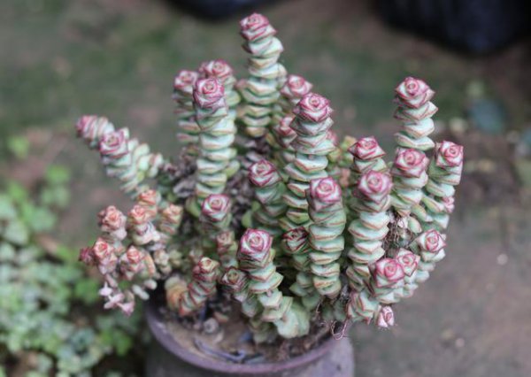 多肉植物新手种植入门图片