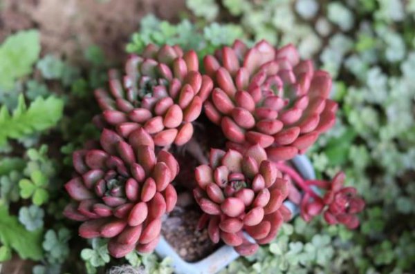 多肉植物新手种植入门图片
