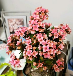长寿花怎么移栽 长寿花移植后注意事项