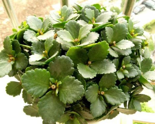 长寿花怎么移栽