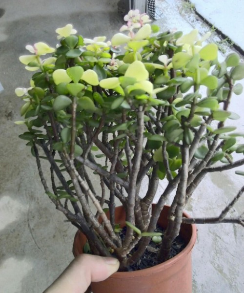 多肉金枝玉叶花怎么养