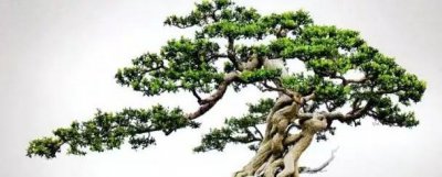 黄杨盆景怎么养殖方法 黄杨的栽植与养护方法