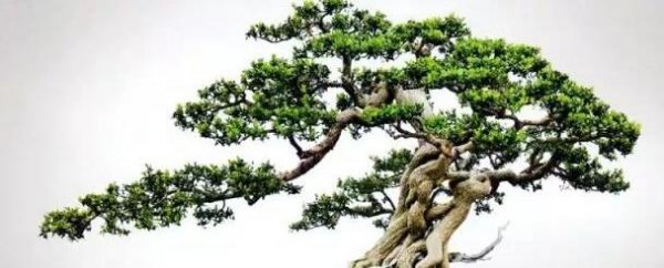 黄杨盆景怎么养殖方法