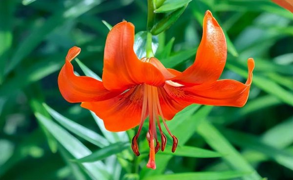 百合花有哪些品种及其图片