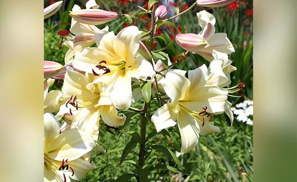 百合花有哪些品种及其图片