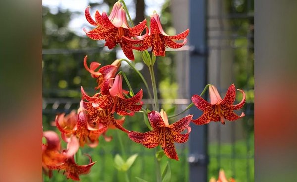 百合花有哪些品种及其图片