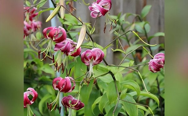 百合花有哪些品种及其图片