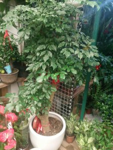 四季青树木种类大全 冬季常青的绿化植物