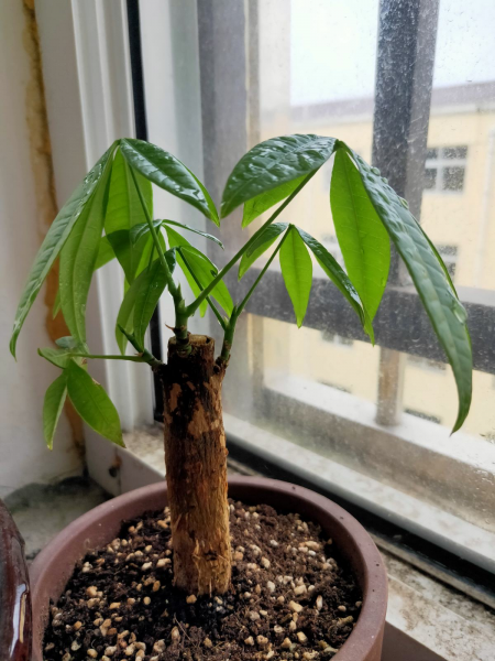 四季青树木种类大全
