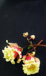 低矮观赏花卉有哪些 多年生矮花卉品种大全