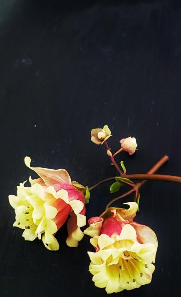 低矮观赏花卉有哪些