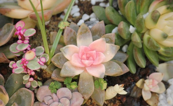 低矮观赏花卉有哪些
