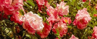 玫瑰花怎么养 玫瑰花养护的正确方法