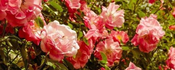 玫瑰花怎么养