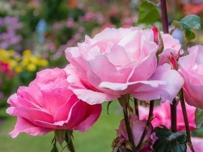玫瑰花怎么养