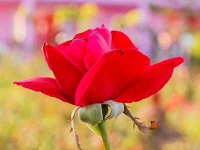 玫瑰花怎么养