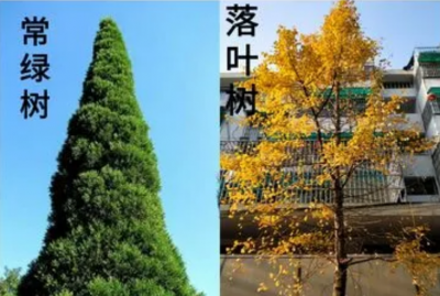 长青树有哪些品种名称 常青树的种类简介