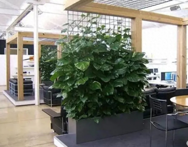 办公室寓意好的大型绿植有哪些 适合办公室绿植种类