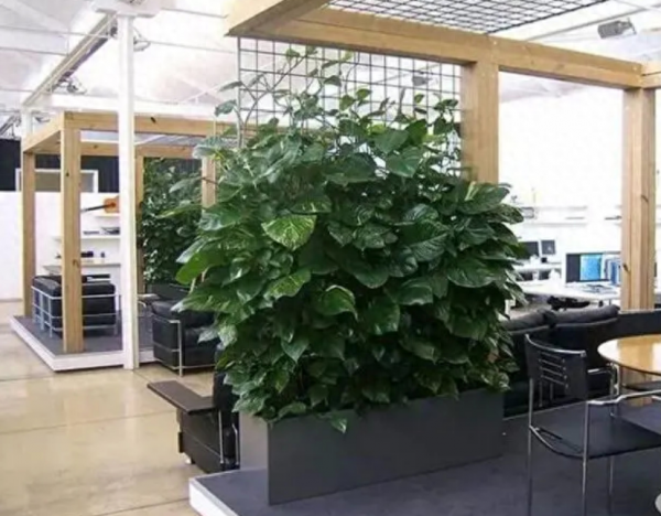 办公室寓意好的大型绿植有哪些