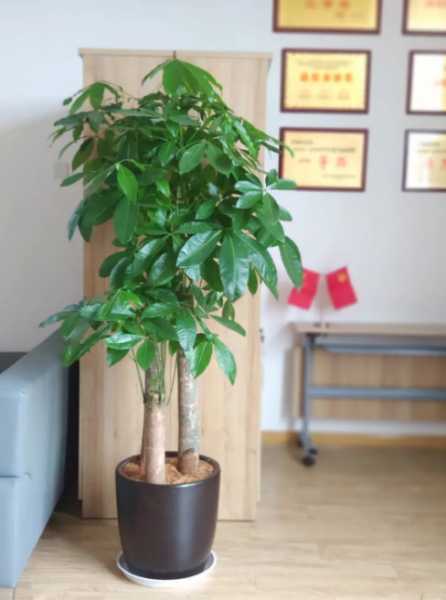 办公室寓意好的大型绿植有哪些