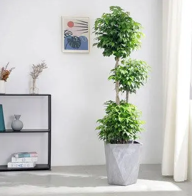 办公室寓意好的大型绿植有哪些