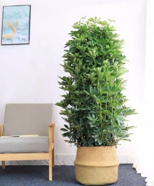 办公室寓意好的大型绿植有哪些