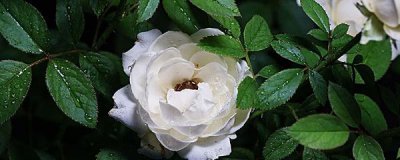 栀子花盆栽怎么养家庭养法 栀子花扦插方法及图解