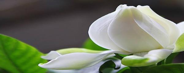 栀子花盆栽怎么养家庭养法